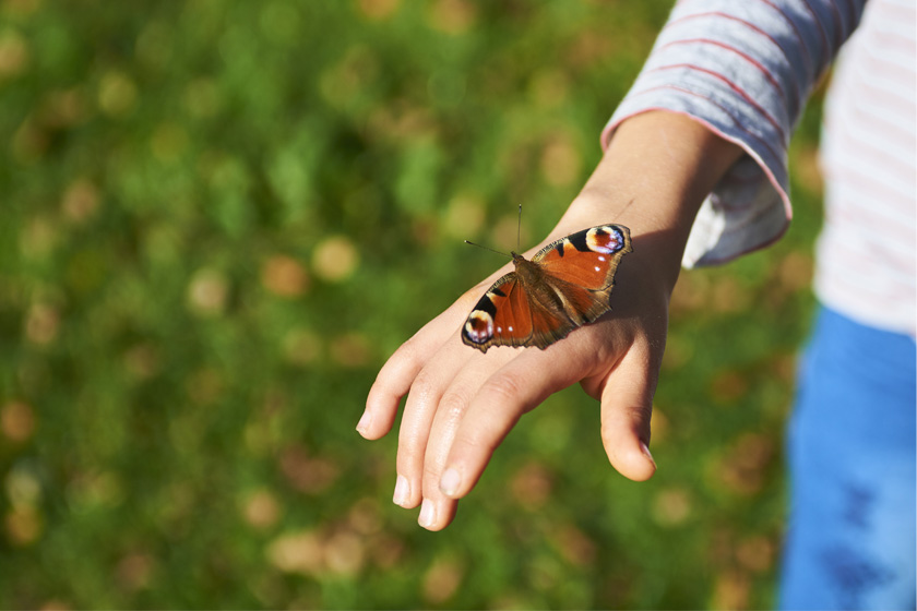 Ein Schmetterling sitzt auf der Hand eines Kindes. Im Hintergrund ist die grüne Wiese zu sehen.