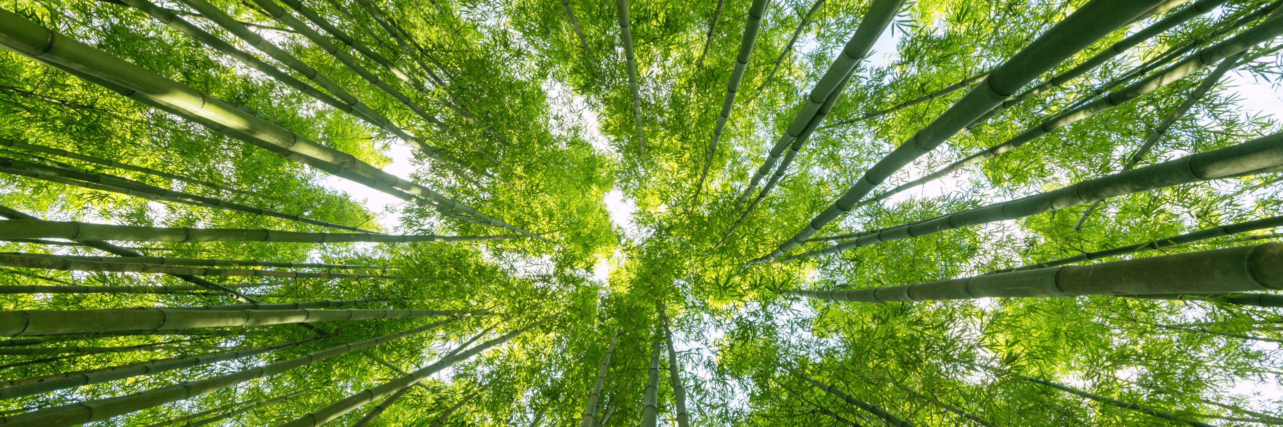 Frühlingsgrüne Blätterkronen in einem Wald