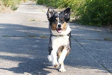 Oft dauert es zwischen zwei und drei Jahren, bis ein Rettungshund mit seinem Halter oder seiner Halterin an einem Einsatz bei der Johanniter-Rettungshundestaffel teilnehmen kann.