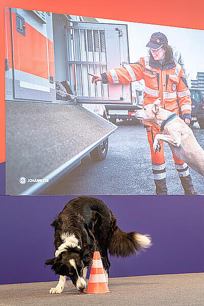 Rettungshund bei einer Einsatz-Vorführung.