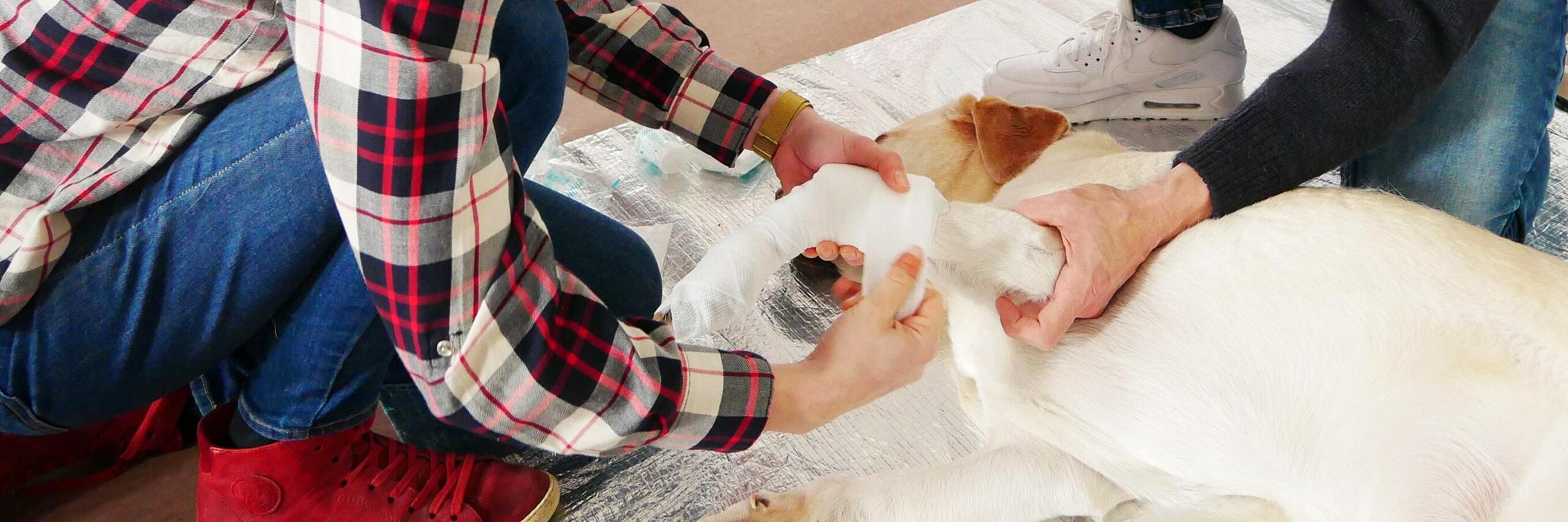 Ein Johanniter unterstützt eine junge Frau dabei, Erste Hilfe an einem Hund durchzuführen.