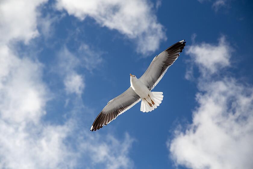 Möwe im Flug