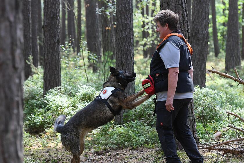 Ein Hund der Rettungshundestaffel der Johanniter Mittelfranken springt mit einem roten Futterdummy aus Stoff im Maul zu ihrer Besitzerin. Ein Training für Zwei- und Vierbeiner im Wald.  