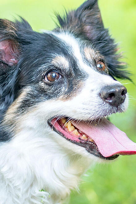 Ein Hund steht auf einer grünen Wiese und lässt seine Zunge raushängen.