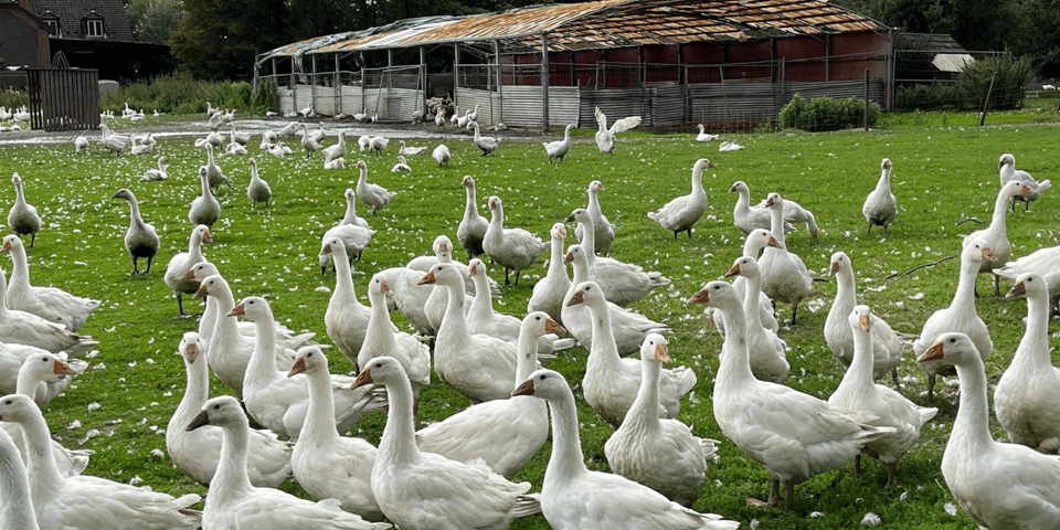 viele Gänse auf einer Wieser